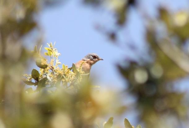 Fauvette Passerinette © Bénédicte Canal LPO