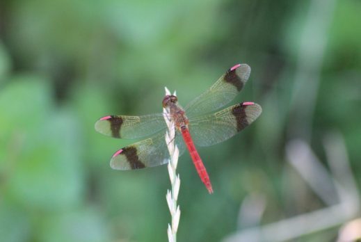 Sympetrum du piémont mâle