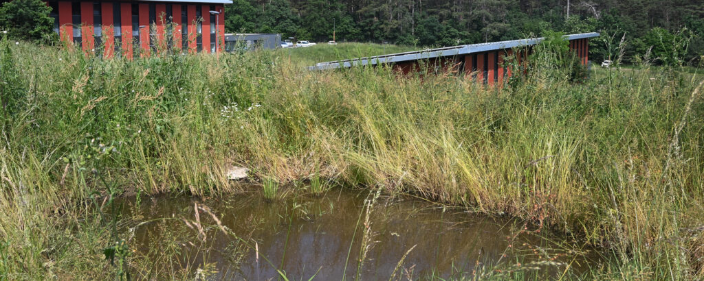 Biodiversité à Métrotech