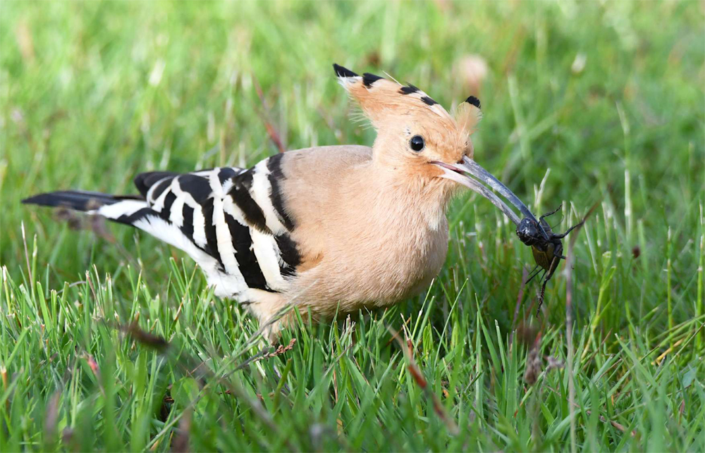 Concours Nature en images - Huppe fasciée