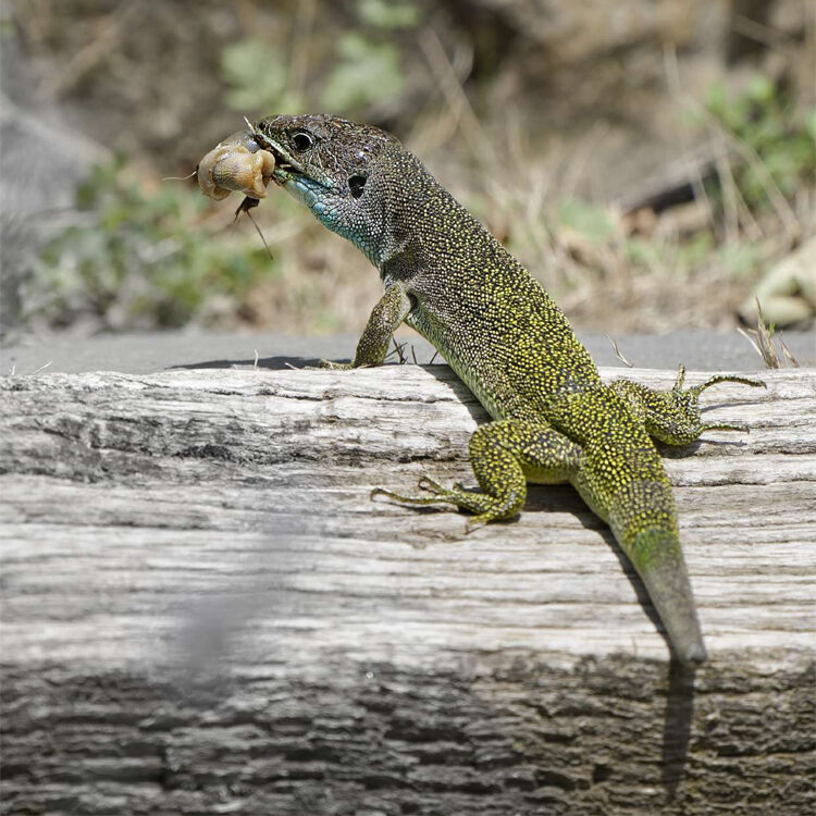 Concours Nature en images - lézard