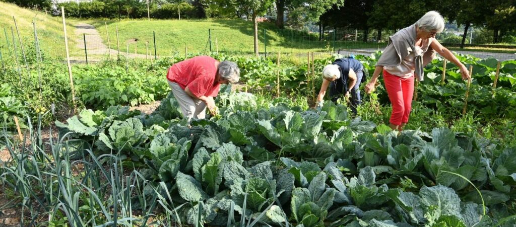 Un jardin potager de 200m2 a été aménagé à Firminy
