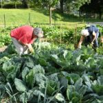 Un jardin potager de 200m2 a été aménagé à Firminy