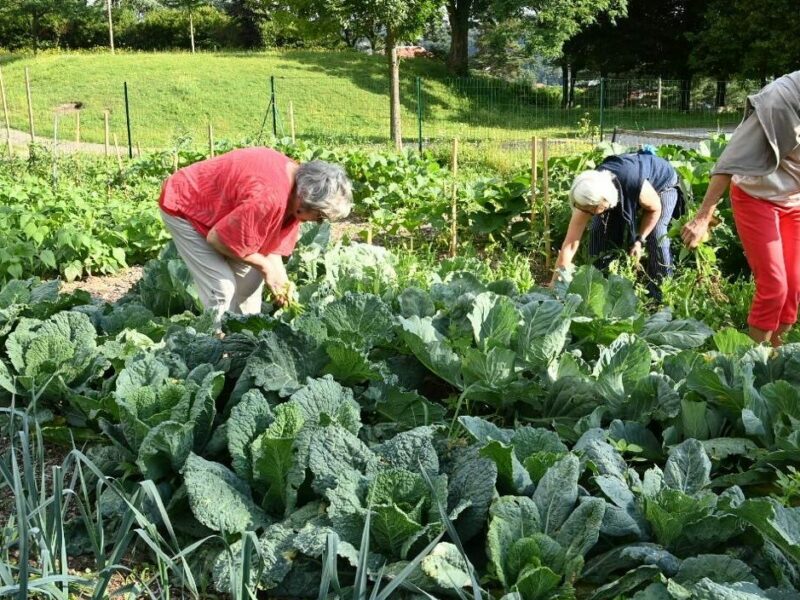 Un jardin potager de 200m2 a été aménagé à Firminy
