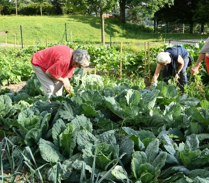 Un jardin potager de 200m2 a été aménagé à Firminy