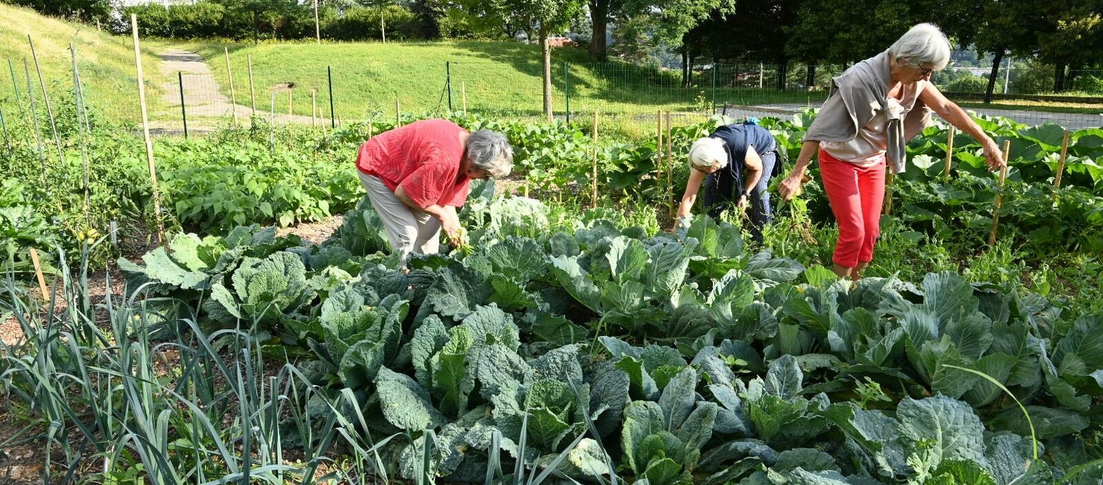 Un jardin potager de 200m2 a été aménagé à Firminy