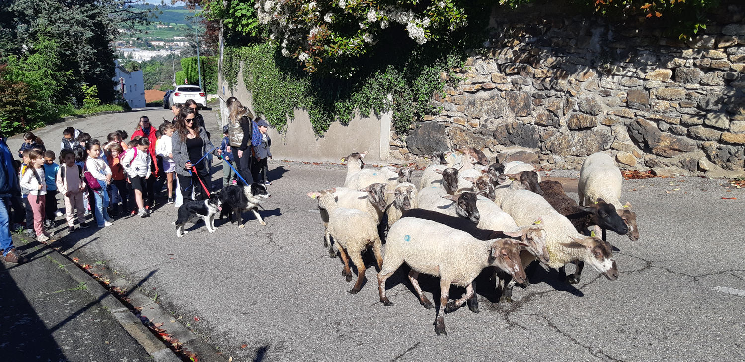 Transmunence de moutons avec les écoliers de St Priest-en-Jarez