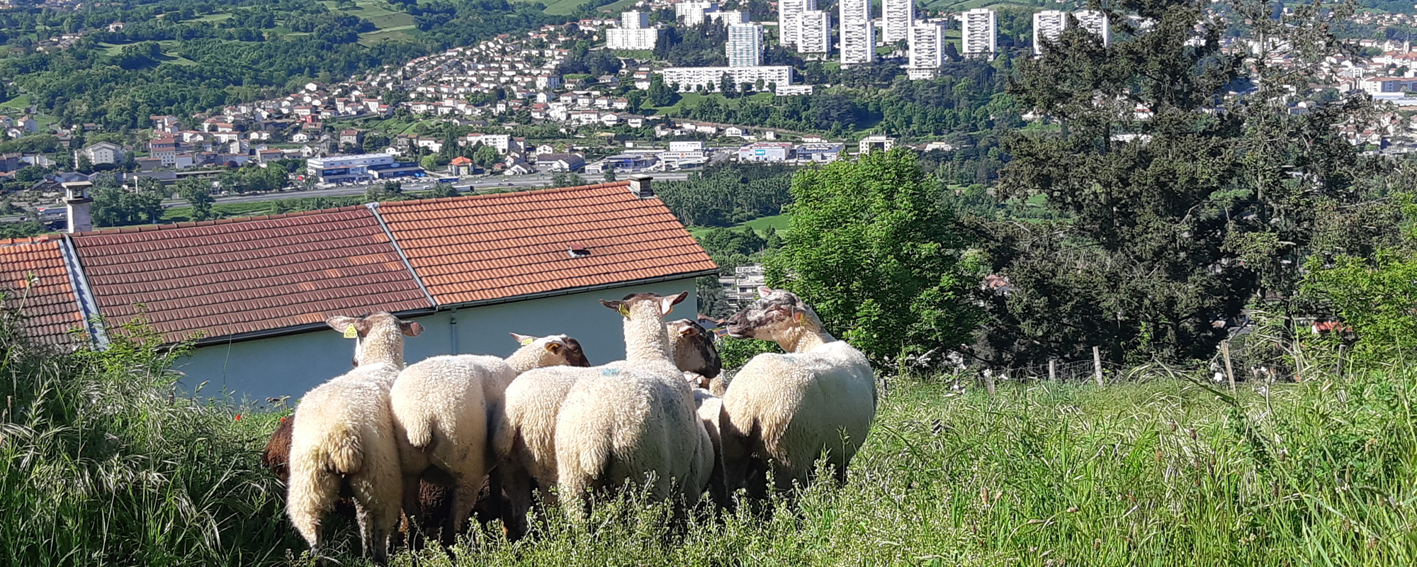 Transmunence de moutons avec les écoliers de St Priest-en-Jarez