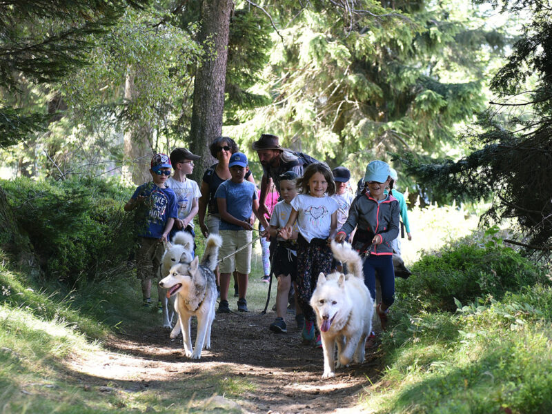 Cani-rando dans le Pilat