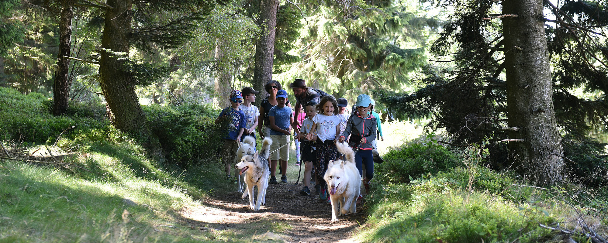 Cani-rando dans le Pilat
