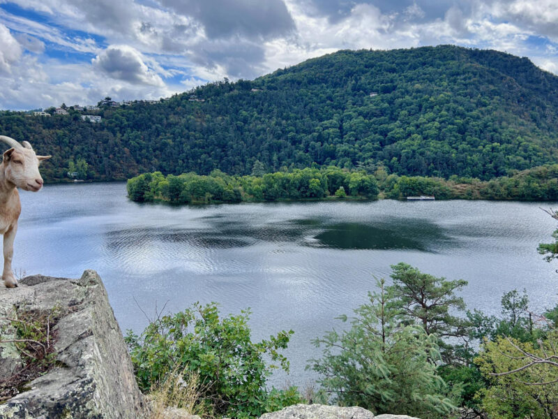 une chèvre et un large cours d'eau