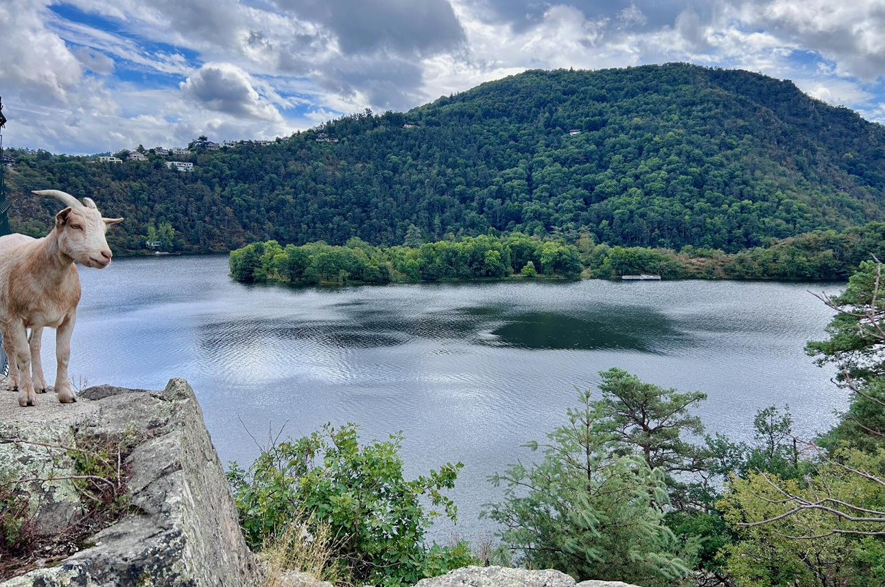 une chèvre et un large cours d'eau