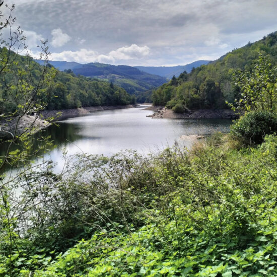 barrage et forêt autour
