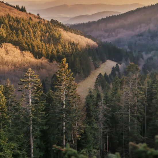 Forêt