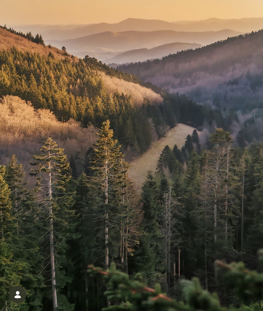 Forêt