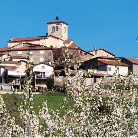 cerisier et bourg de village avec son clocher