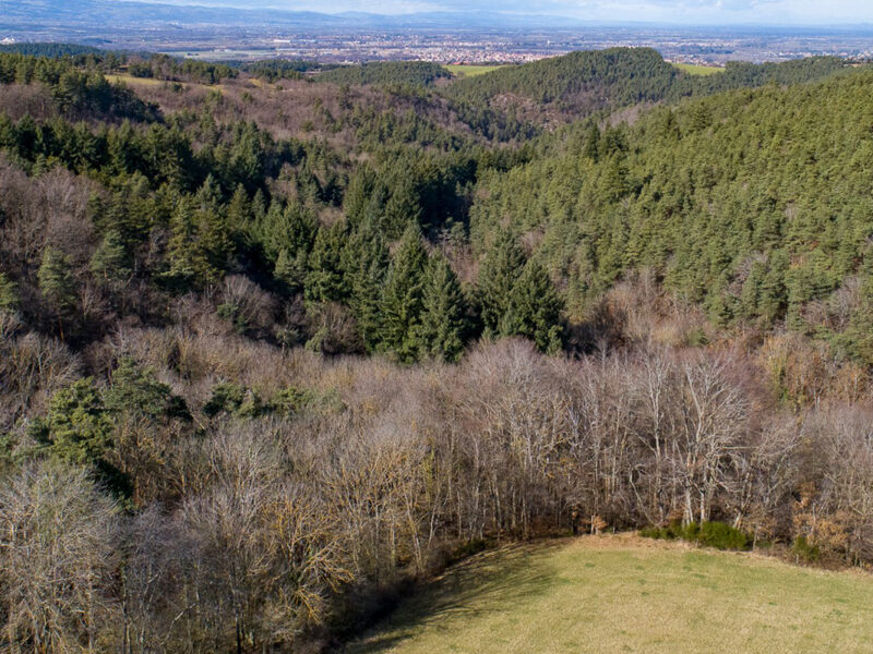 Foret - vue du ciel