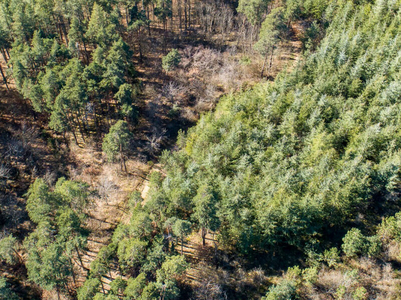 Forêt