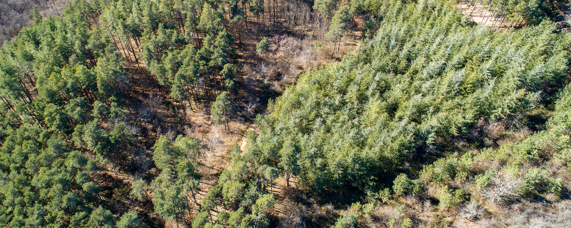 Forêt